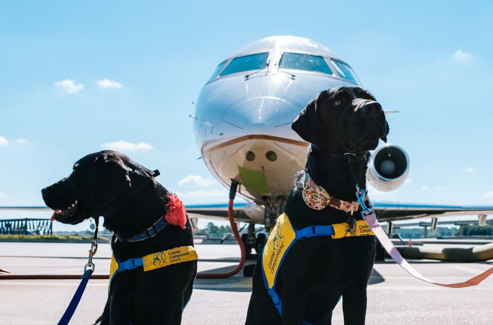 Bark Air private jet pet travel Paris