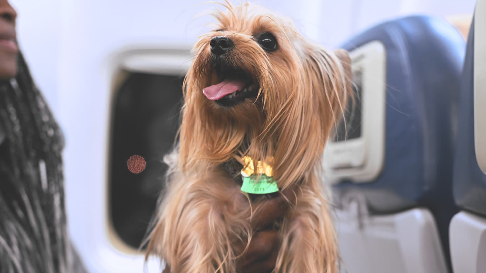 Pet-friendly luxury travel Paris